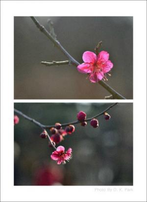 사진 갤러리 - 봄 봄 봄-